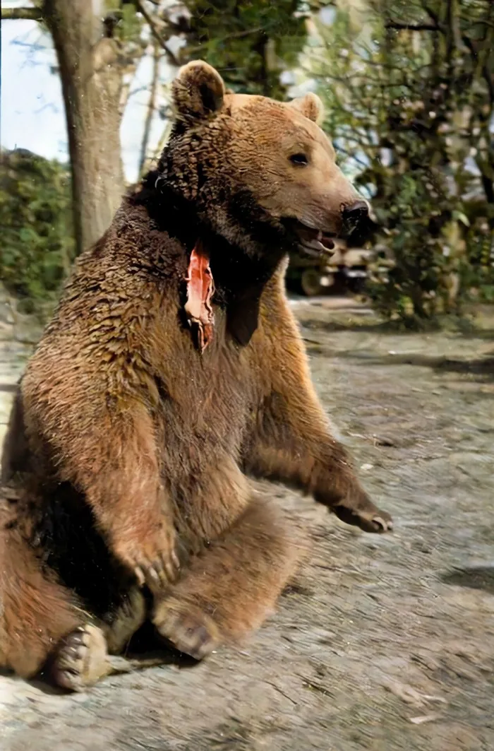 Scotland. Demobilised, he moves to Edinburgh Zoo.