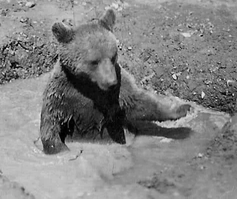 A bath in a puddle. Italy, heat, a break between ammunition runs.