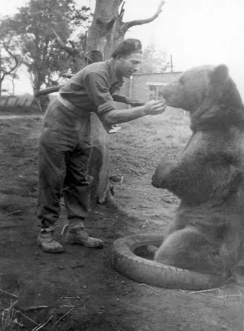 At camp in the Middle East. A soldier feeds him by hand.